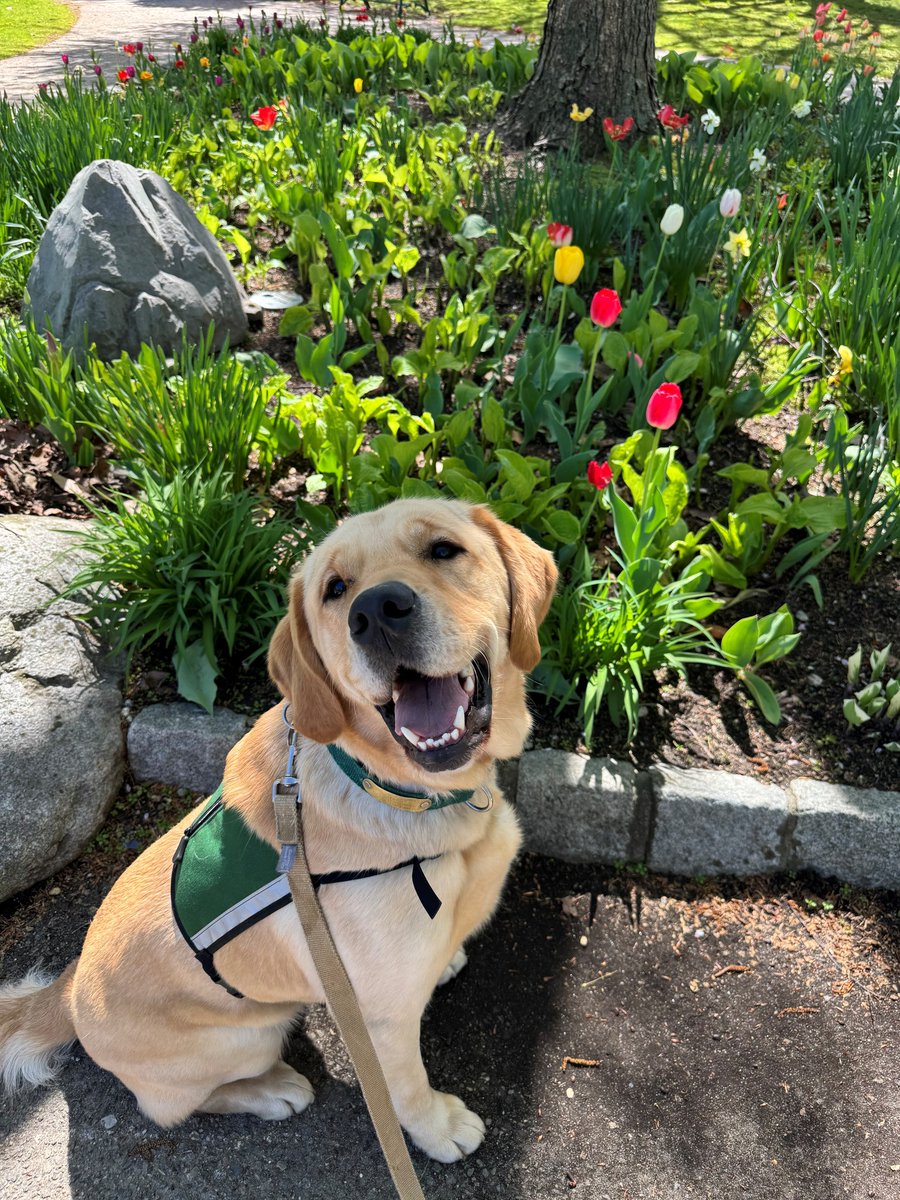 ECADServiceDogs tweet picture