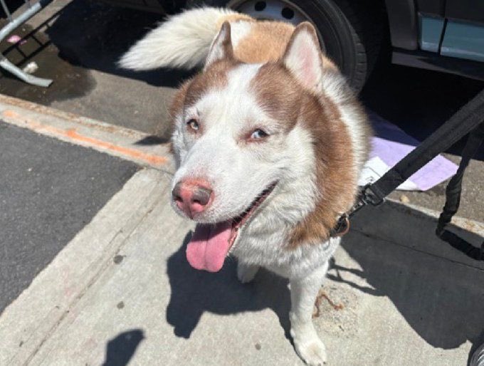 NYCACCKILLS's tweet photo. Yesterday @NYCACC killed Selkie, a stunning Husky. Selkie, a 5y/o stray, trembled w/fear, pancaked when being returned to kennel. Instead of helping him, they all but ignored him then killed him 13 days after they found him tied up. @nycHealthy https://t.co/D0RbLYdidn