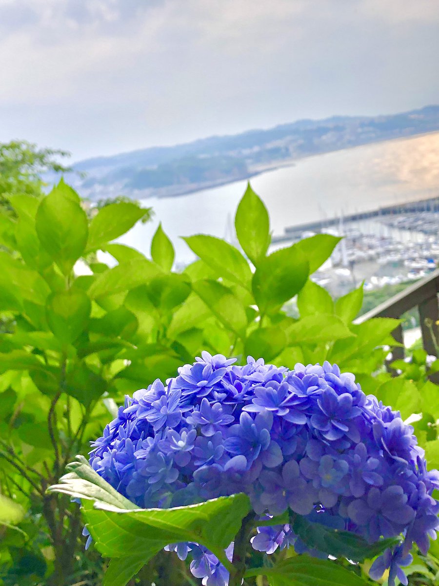 th8tt8's tweet photo. ブルー眺め🏖️🍀💙🍀🏖️ https://t.co/xcyhX8w2ft