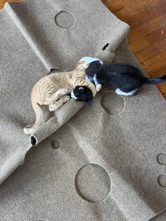 MeWow Cat Cafe tweet media