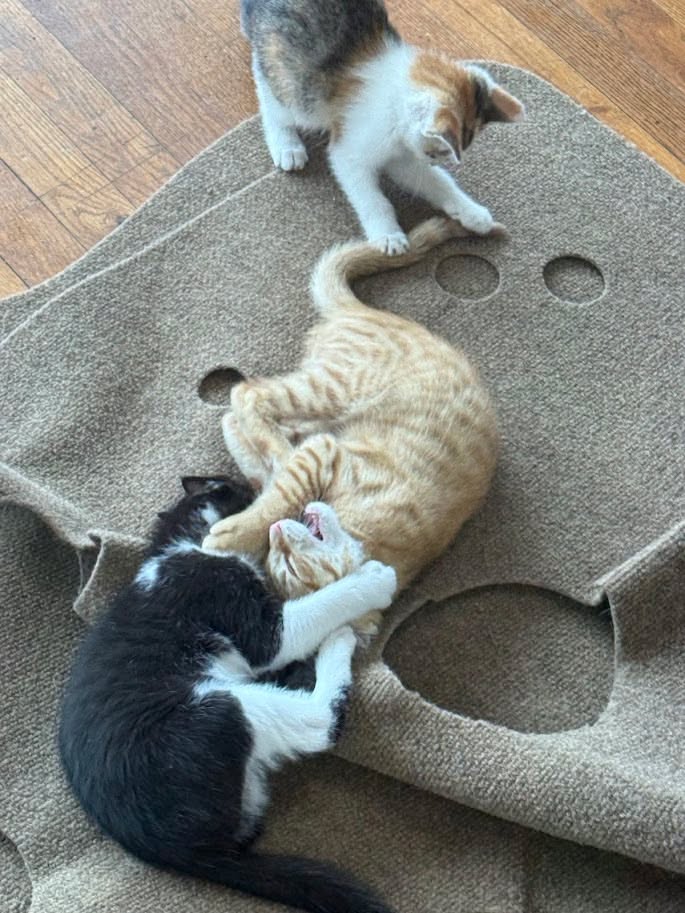 MeWow Cat Cafe tweet media