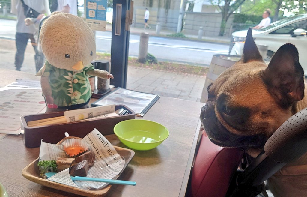 BarRepli's tweet photo. らんこと いしょに ごはん たべれる おみせ いきました 
ちょと はやぐいの らんこに まて おしえてます
#東京トガリ #バーレプリ https://t.co/JSlaWSxugL