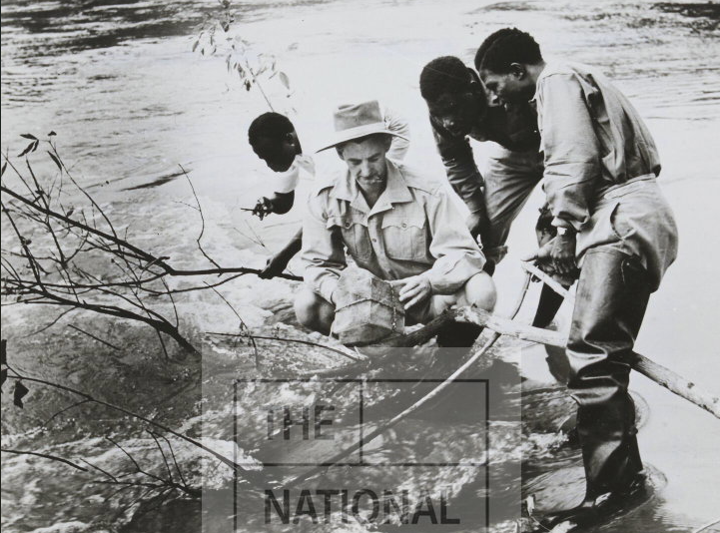 KZankeli's tweet photo. The Black Volta: A River That Gave Life & Took It.

1. Crouched over the Black Volta, examining a cage of Simulium flies. Tiny, almost invisible insects that were quietly blinding an entire generation of Ghanaians.

2. The disease was onchocerciasis. River blindness. And in the Northern Territories alone, present-day Northern Ghana, about 600,000 people were infected.

3. 40,000 of them had already lost their sight. Not from old age, not from injury, but from a fly breeding in the rivers they depended on to survive.

4. So British researchers moved in. Literally.

5. They bred the flies for study, mapped the rivers where they thrived, and rolled out mass treatment programmes using drugs like hetrazan and suramin.
  
6. Where medicine could not reach fast enough, they turned to prevention. Dousing rivers and streams with DDT to destroy the breeding grounds before the flies could claim another pair of eyes.

7. By 1957, the Gold Coast Government had committed £5,500,000 to health and hospital services under the 1951 Development Plan.

8. And a race against time began.

9. A river that gave life was also taking it. And someone had to stop it.

🎥: Black Volta River. Gold Coast. January 1957.
Subscribe: https://t.co/XtwS80FlXQ