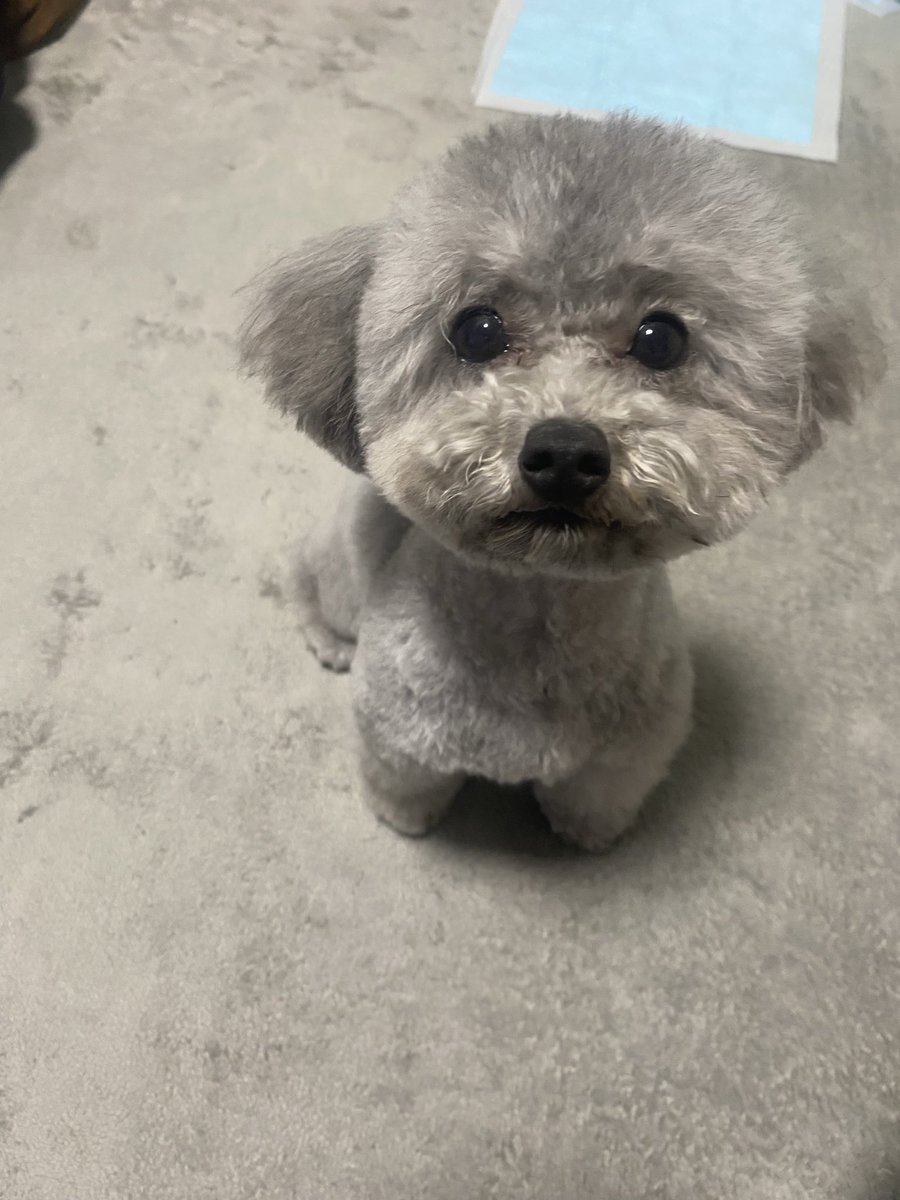 mofumofuataru's tweet photo. 犬生はじめてのハーブパックをした犬 https://t.co/ciFP96AOfC