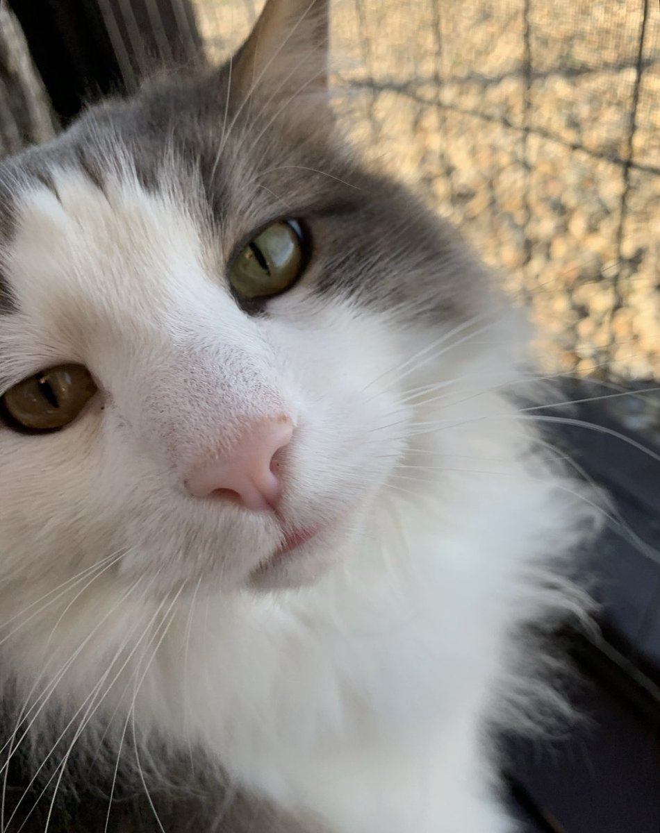 ChloeandBlueCa1's tweet photo. Happy Caturday furiends πππΎππ #bluemeister #goridersgo https://t.co/i7fLlL8oQV