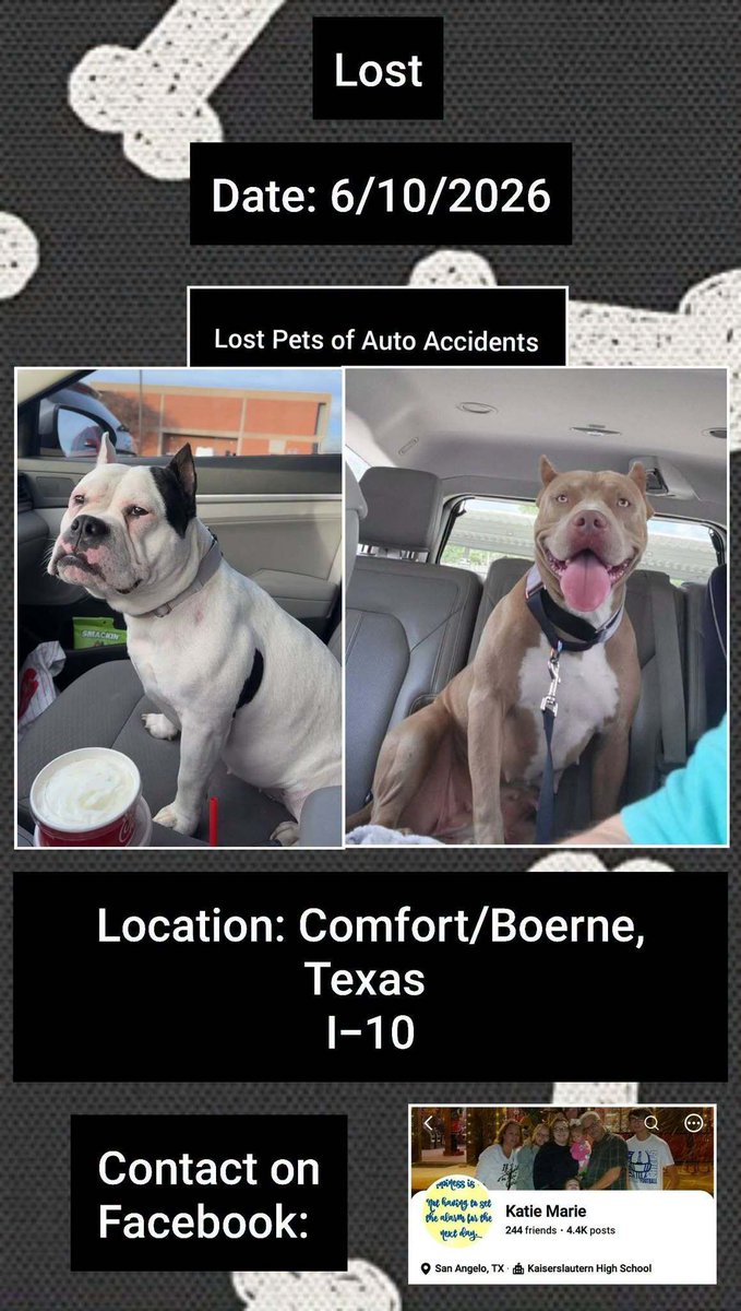 SistersInBiz's tweet photo. Ellie and Zola took off aft car accident
6/10/26
#Comfort #Boerne #Texas 
 ➡️ on I-10 near bridge
ELLIE:
Female
Blk/Wh
Bully Breed
Deaf
ZOLA:
Female
Tan /Wh
Please contact https://t.co/p7jTt6tHCp with any sightings or information
#TX #KendallCounty #Lostdog https://t.co/29OYIjto4N