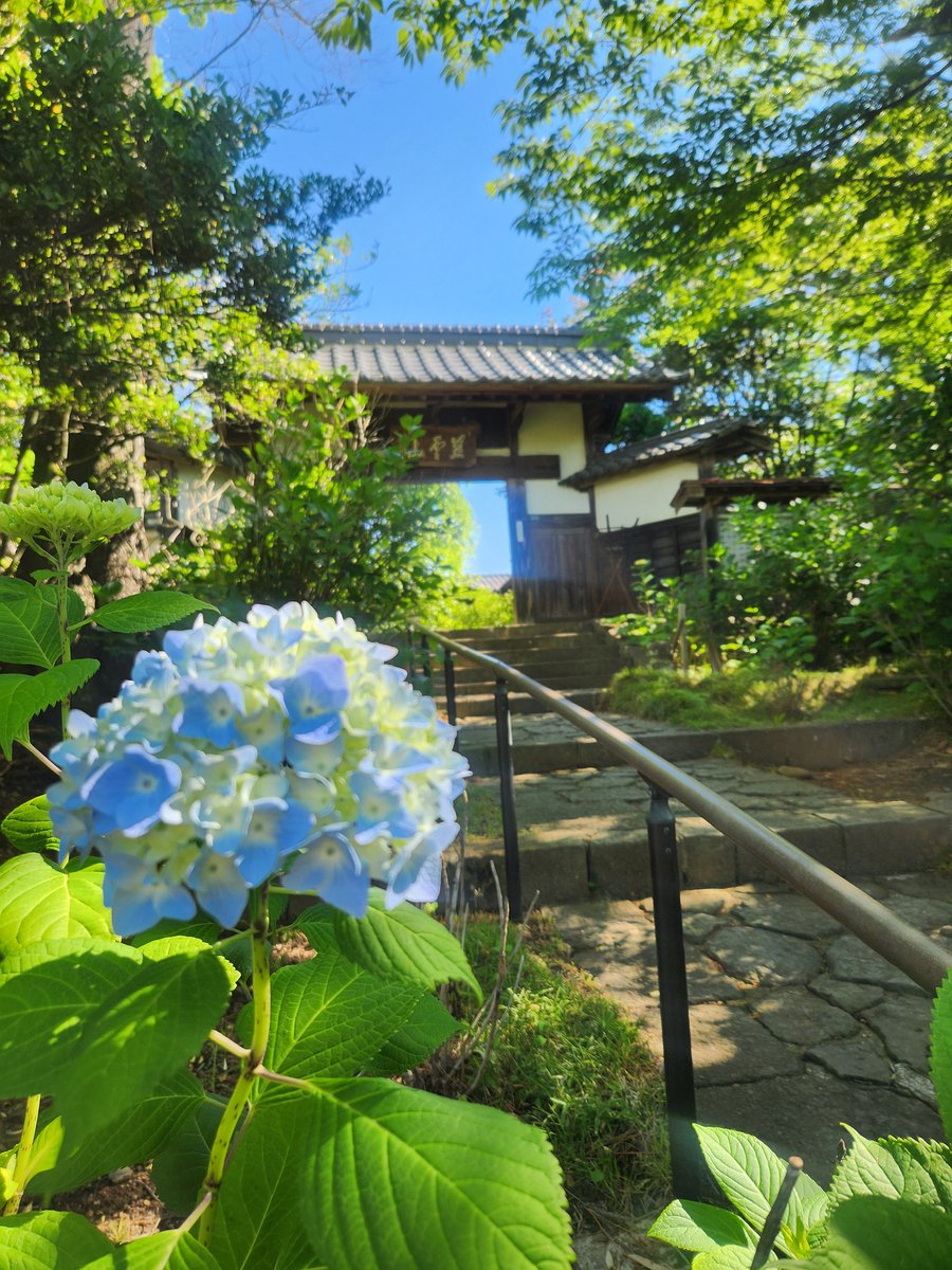 MYRbUqDmF8Z4Bwb's tweet photo. 仙台は午前８時すぎ。資福寺のアジサイはまばらでした。 https://t.co/5IgY9gkYOS