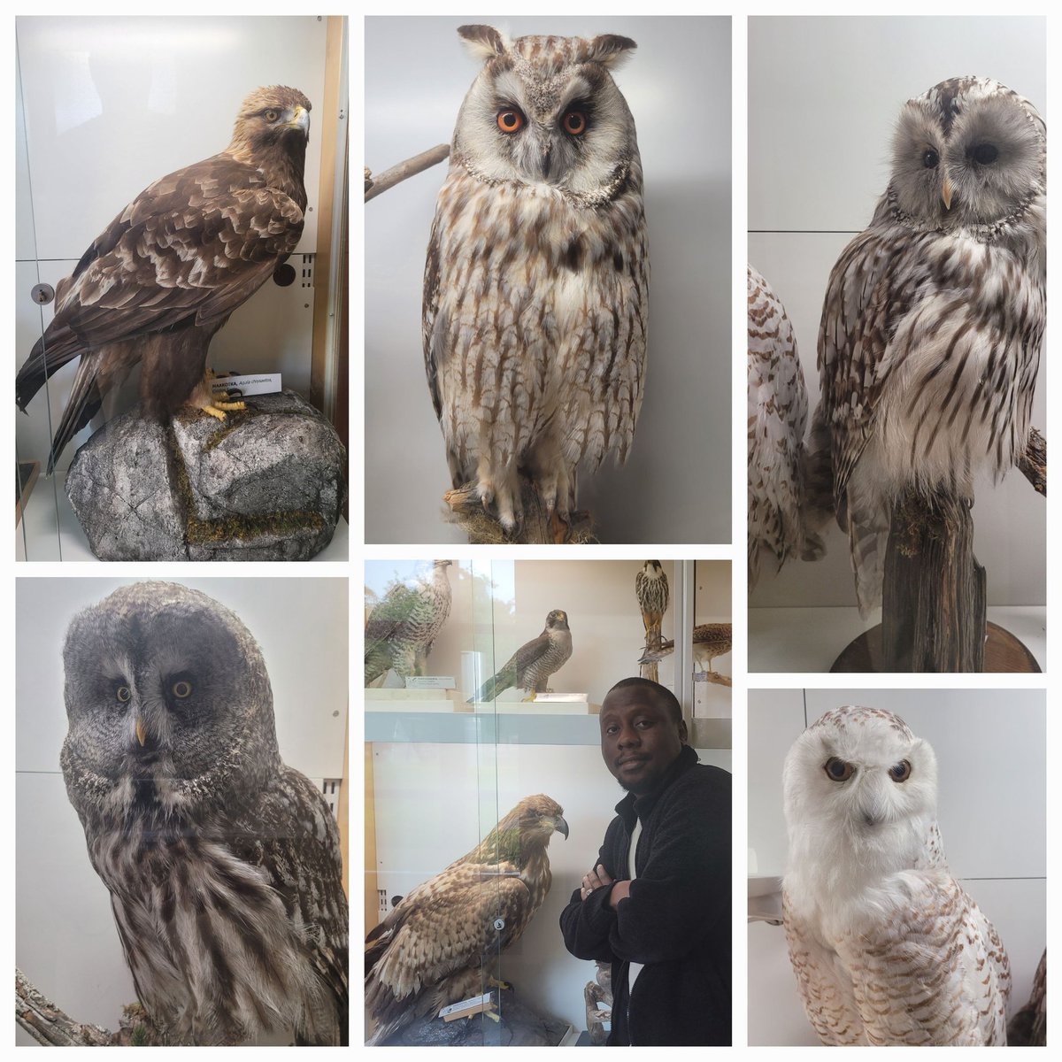 _yunusa_'s tweet photo. spent the week training visual models. spent saturday meeting the original masters of vision and navigation. Owls and eagles don't need GPUs. 🦉🦅 https://t.co/aIpL7DWTNc