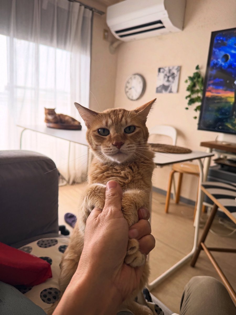 takeddd's tweet photo. #ピオ #pio #piopio は〜いピオちゃん…行ってくるよ〜😆😸👋 https://t.co/exVmEQCqtB