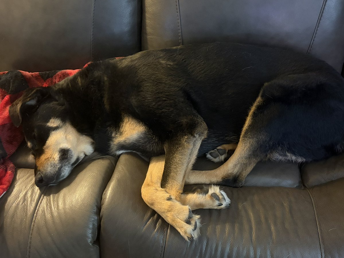 Hellbeastly's tweet photo. Ember enjoyed a good nap or two or four. #dogsoftwitter https://t.co/3BJXr376Br