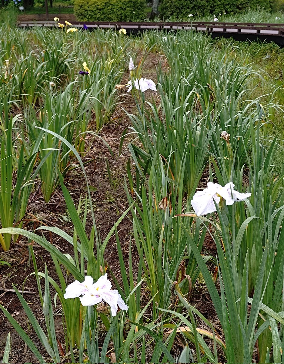 GojiT2's tweet photo. ふらっと朝ランニング。
蓮華寺池公園は今日も朝から賑やか。中には速いランナーさんがいて、付いて行ったけど1周しか付いて行けず、2周目は写真を撮ってました。花が綺麗だったからいけないって負け惜しみです。速いペースを維持出来る様に頑張ろ〜 https://t.co/x73Kzt6O4l