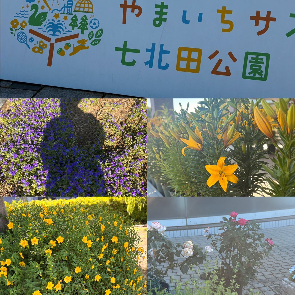 cac6abril's tweet photo. 22℃☀️

初めての七北田公園
新たな散歩、ジョギングコースになりそう🏃‍♀️‍➡️ https://t.co/EPfH6ockaS