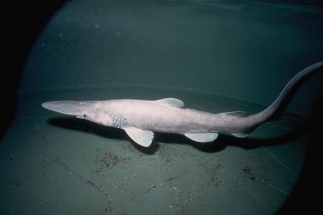 paleobyliam's tweet photo. Does any other shark species vary in coloration as widely as the goblin shark? They're often described as ghostly white or pink, but there seems to be plenty of variety. The issue of depth changes &amp; how the body changes after death complicate this but still very cool. https://t.co/By3uSPLZax