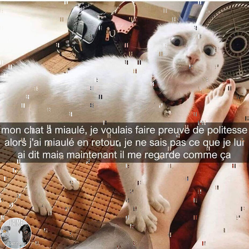 BeguinChat's tweet photo. 😂🤣😂😋
#chat #chats #chaton #chatons #funnycat #funnycats #felin #gato #gatos #gatto #minet #bouledepoil #kitten #kitty #mdr #lol #marrant #humourchat #humourchats #chatdrole #katze #rigolo #marrant https://t.co/6i3Y1ggsmx