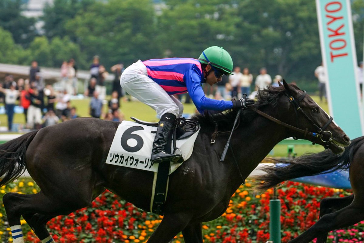 studiotakao's tweet photo. 20260614　東京５Ｒ
２歳メイクデビュー

グローリーヴェイズの仔
ソウカイウォーリアくん🐴

やはり兄弟然り終いの切れ脚でなく💦
早めに抜け出し長く良い脚を使う仔😄
次走は前目で展開しイケる気がする😊
次走こそ！今日は良く頑張りました😄 https://t.co/WPT2SXWYXA