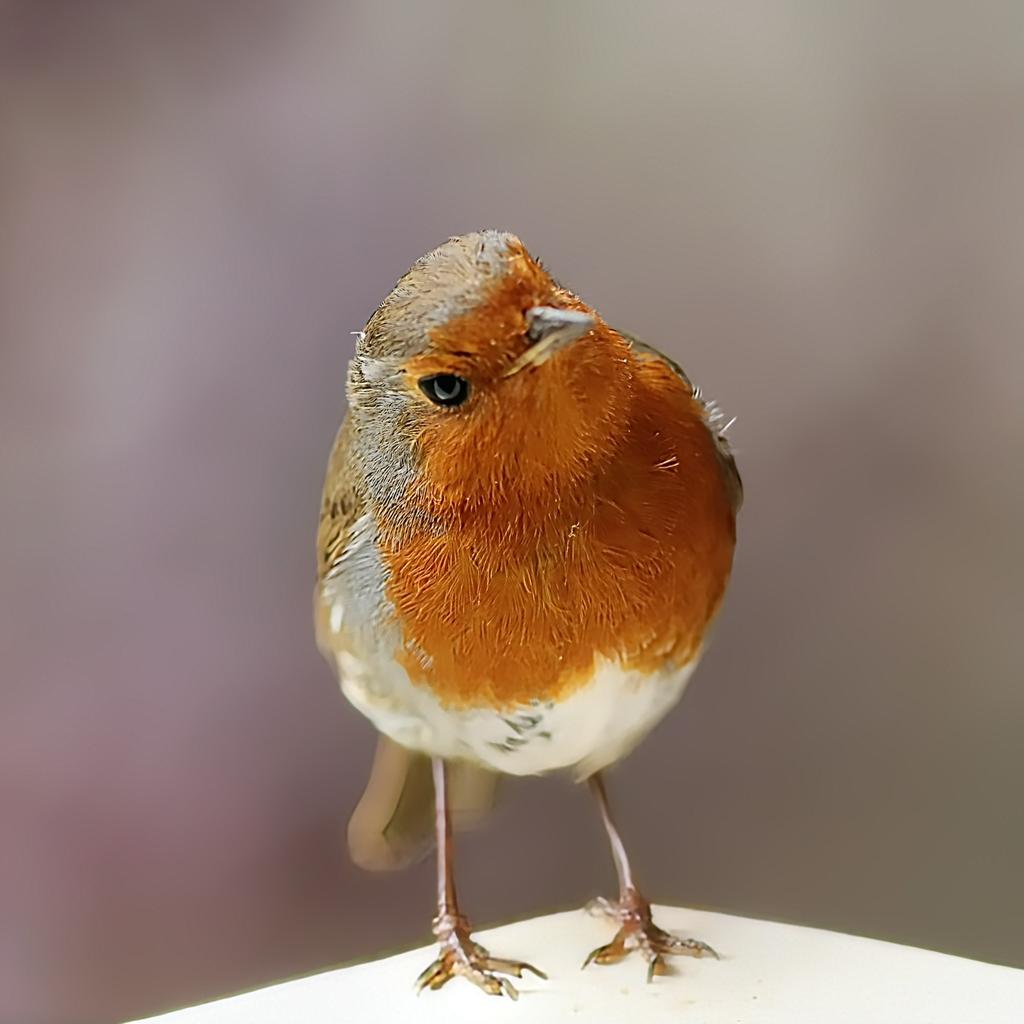 fo5tered's tweet photo. Pickle, the new Robin, on my balcony rail a couple of days ago #DDOR https://t.co/7i86O1bTry