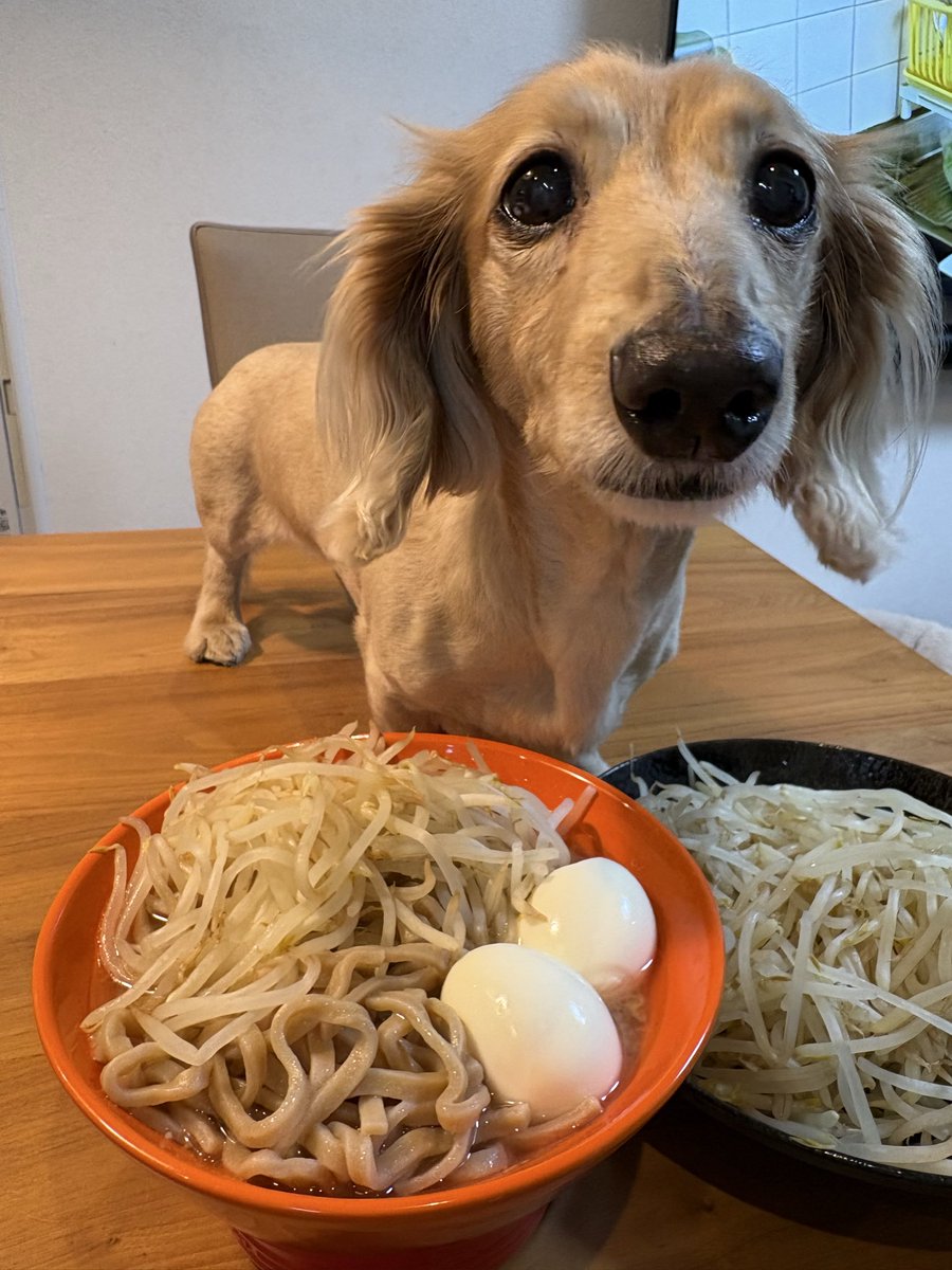 dadepapa's tweet photo. 自宅マシマシ💦ニョロ🍜🥚 https://t.co/89xIrF1Iez