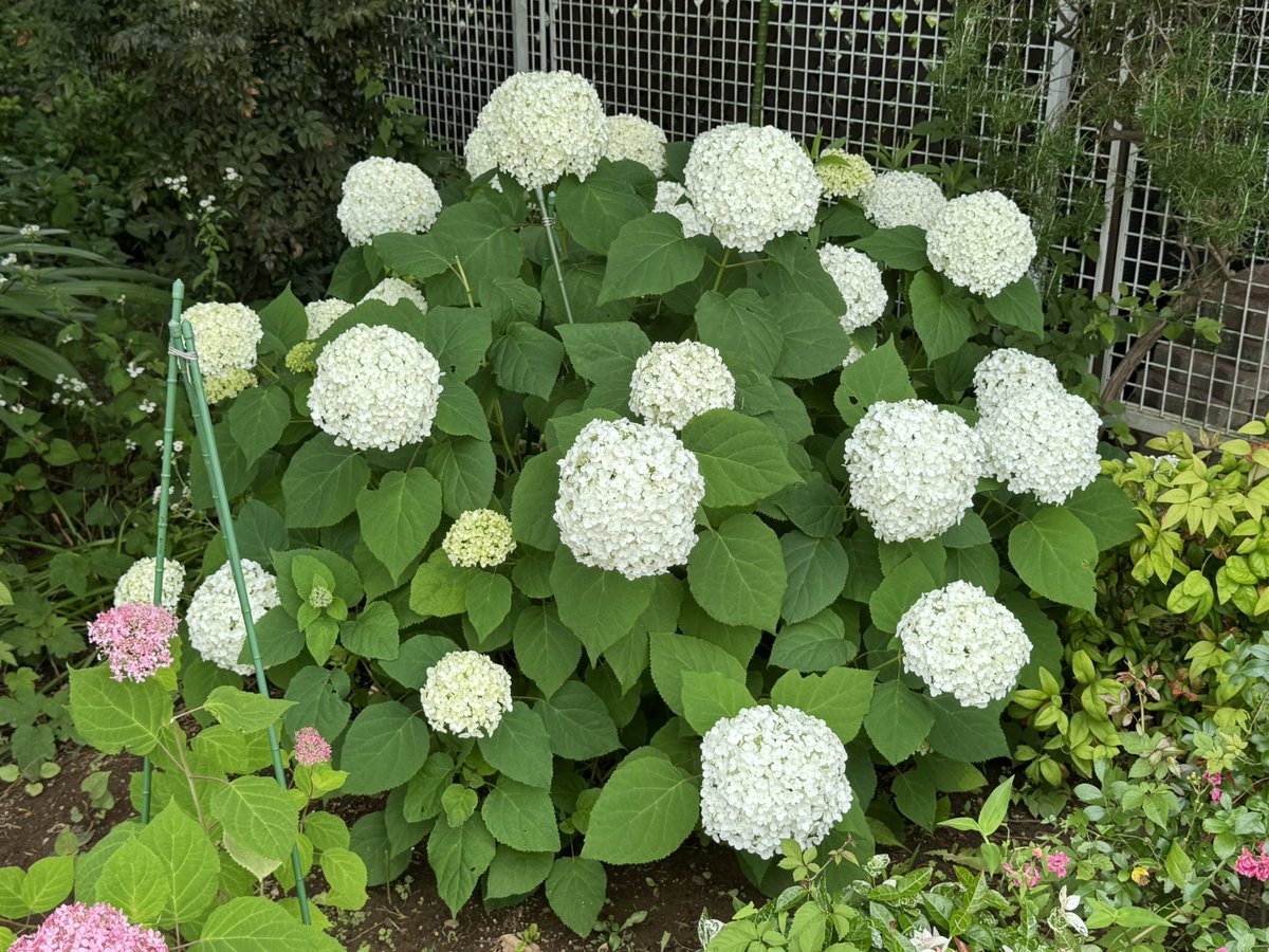 a_y_town's tweet photo. お花 https://t.co/HgxKW2EgeW