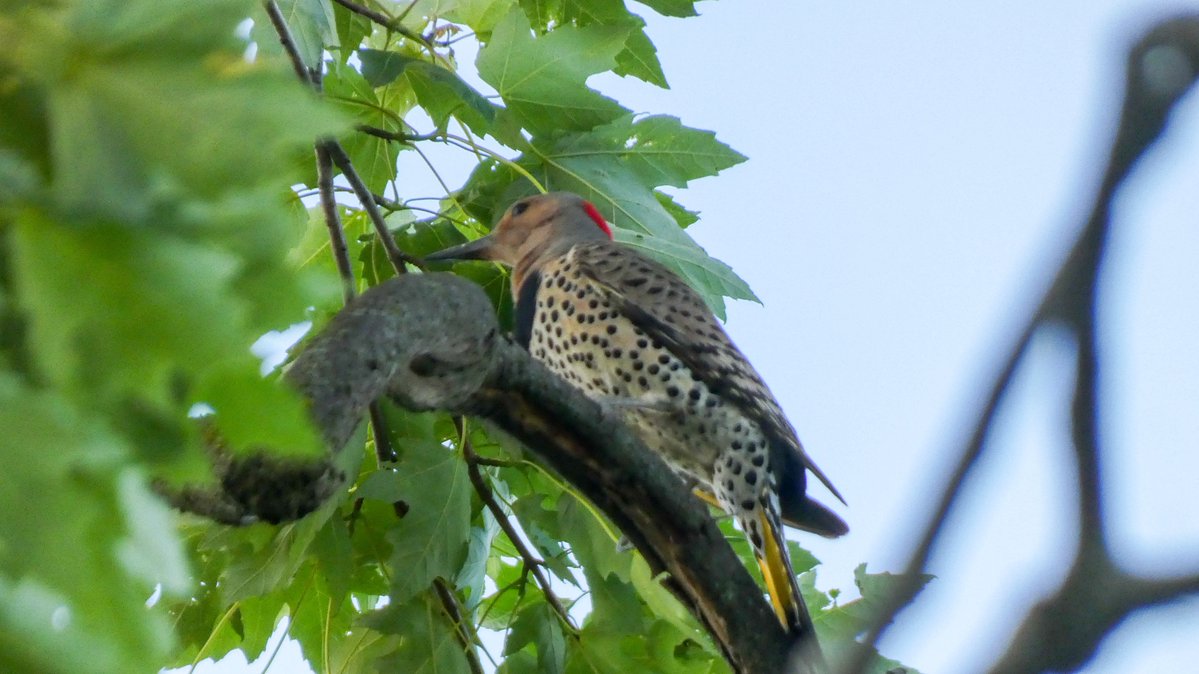 a northern flicker with “issues” tweet media