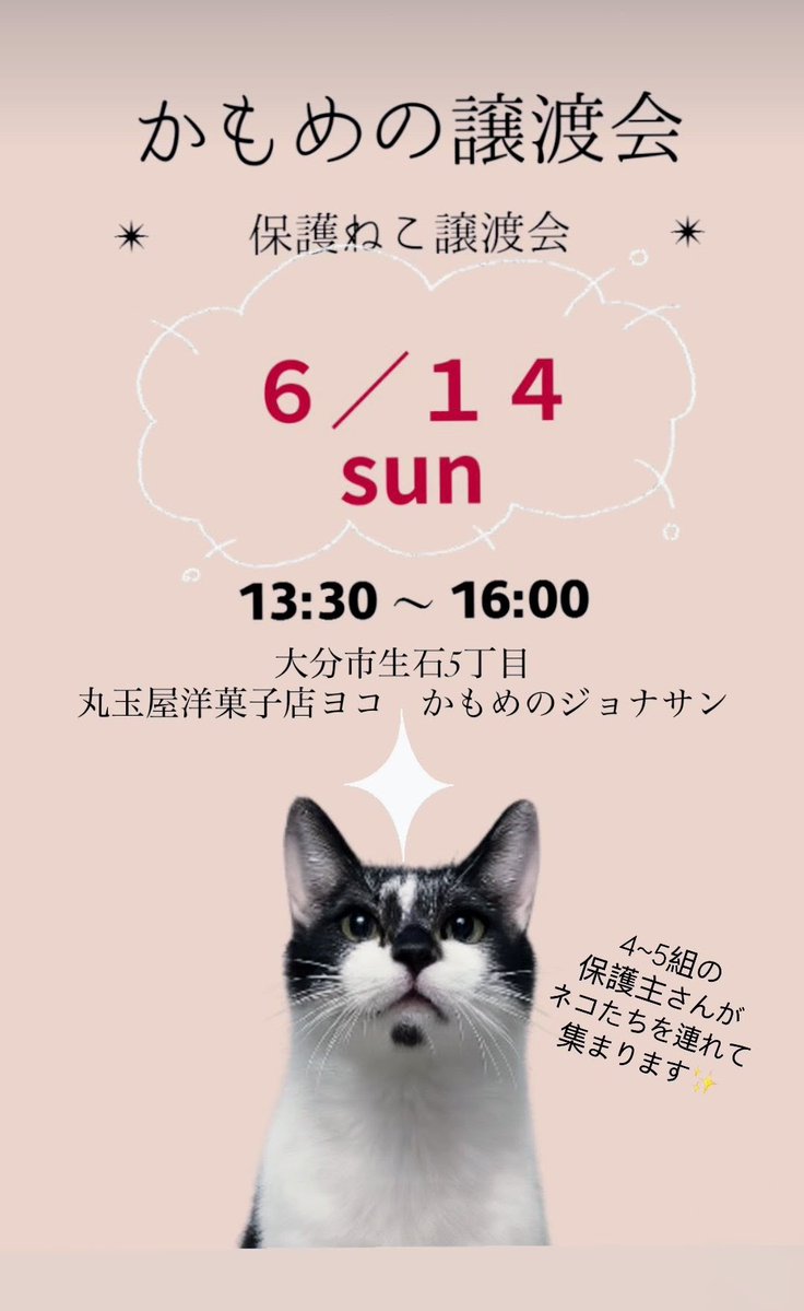 trg1516F's tweet photo. 本日6/1413:30から『かもめの譲渡会』が行われます‼️

アニサポクラブからは４匹の子たちが参加予定です🐾🐾🐾🐾

他にもたくさんの猫たちが参加するので是非お立ち寄りください✨

参加猫たちのご紹介
①キャンちゃん(女の子・４歳位)
大人しいですが撫でると喉をゴロゴロ鳴らしてくれます
おっとりした美猫ちゃんです✨

②チャコちゃん(女の子・１〜２歳)
キョンちゃんの妹か娘になるこです
ちょっと怖がりですが、人見知りせず甘え上手な元気印の女の子です！

③京ちゃん(女の子・１歳半)
目つき顔つきが悪いけど何だか可愛くてハマってしまうファンが続出してます😆

④マオちゃん
元地域猫だったマオちゃんですが、ずっと家猫として育ったかのようにのんびり過ごしてます🎵
舌チロがトレードマークです👅

※①キャンちゃん・②チャコちゃんは餌やりさんのお家に出入りしてお世話されている子で、ＴNＲのために捕獲して先日手術を終えたばかりです。元の場所にリリースする予定ですが、２匹とも甘えん坊で美猫ちゃんなので譲渡会でのご縁を期待して連れて行きます！

#保護猫
#譲渡会
#里親募集中
#アニサポクラブ
#かもめのジョナサン