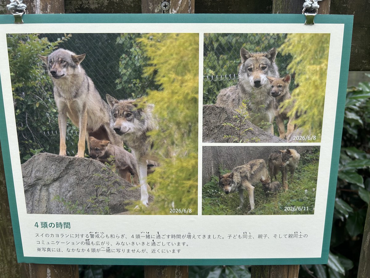 a__020710's tweet photo. 新しい掲示が追加されていました🐺🤍
公開練習開始されてからも家族の様子を掲示してくださり、担当さん本当にありがとうございます🙇‍♀️🙇‍♀️✨ https://t.co/stQK7hIwmX