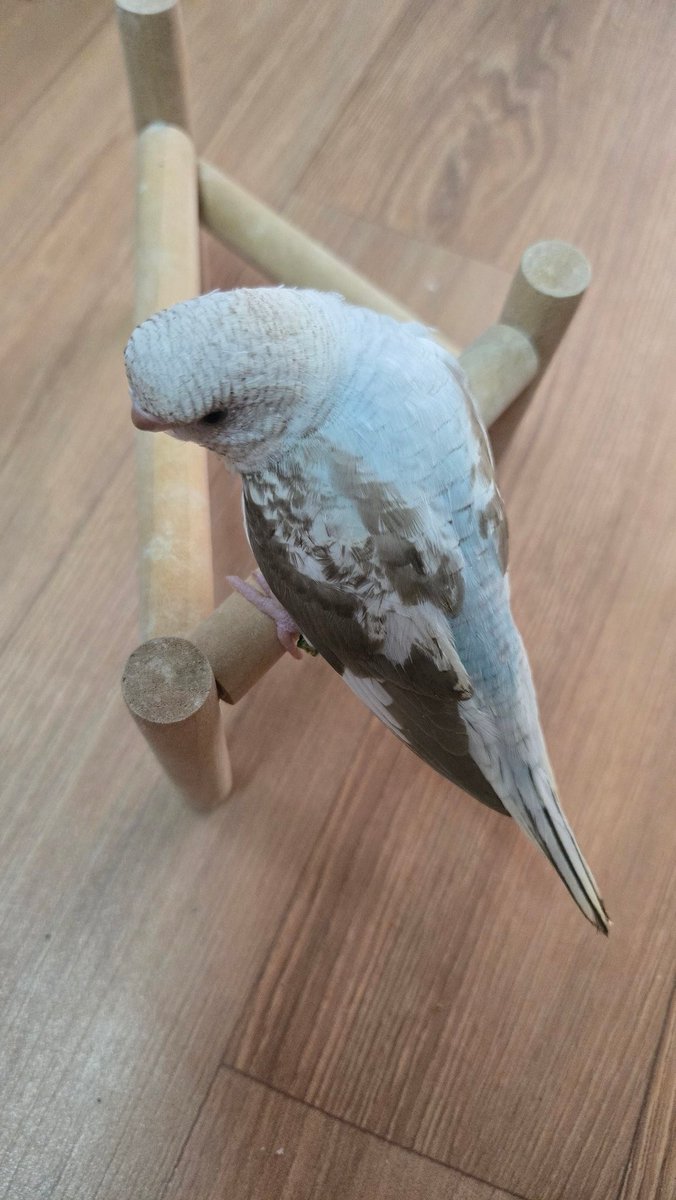 小鳥が大好き tweet media