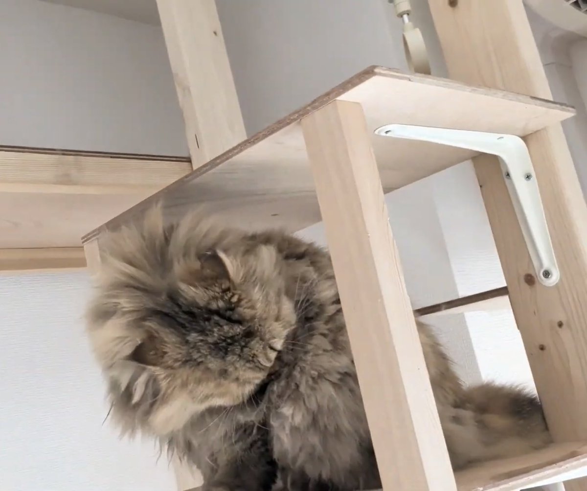 猫好き太郎 綺麗にするฅ( ̳• ·̫ • ̳ฅ)にゃ♡ #cat #catlife #猫好きさんと繋がり