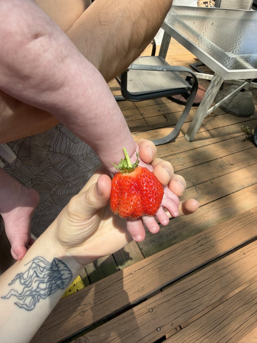 cavermeli's tweet photo. Strawberry from my garden as big as my baby’s foot :) https://t.co/5Jh5vnmoZy