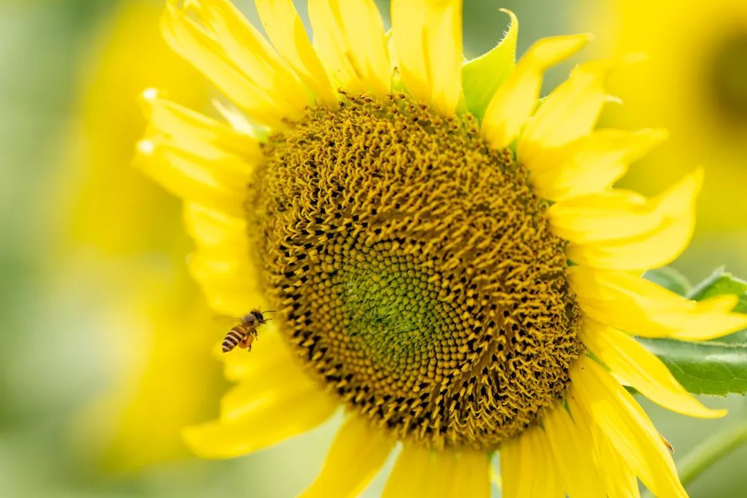 KevinCathey's tweet photo. Just finished a cozy 2-hour farming sim session  Harvested my first batch of sunflowers and stocked up for the festival weekend! #GamingDaily https://t.co/20wUNCt7MW