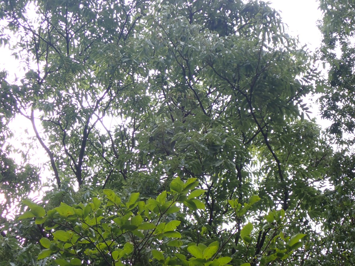 ParksSyakujii's tweet photo. 【ちょこっと観察動画】
おべんと広場でムクロジの花がパラパラと音を立てて沢山落下してました‼
録画してみたらビミョーに聞こえます😅
このムクロジ小雨と地上のムクロジ絨毯、数日続く時もあれば強風等で一気に終わったりもするので、お早めにご覧下さい🌼☔️
＃石神井公園　＃石神井公園自然図鑑 https://t.co/SCQ5pDk0Gt