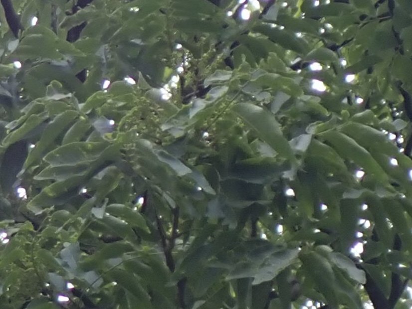 ParksSyakujii's tweet photo. 【ちょこっと観察動画】
おべんと広場でムクロジの花がパラパラと音を立てて沢山落下してました‼
録画してみたらビミョーに聞こえます😅
このムクロジ小雨と地上のムクロジ絨毯、数日続く時もあれば強風等で一気に終わったりもするので、お早めにご覧下さい🌼☔️
＃石神井公園　＃石神井公園自然図鑑 https://t.co/SCQ5pDk0Gt