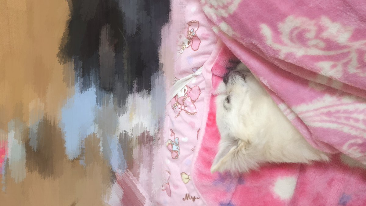 __qnly's tweet photo. 若い頃の愛犬 https://t.co/j19MSdQqou