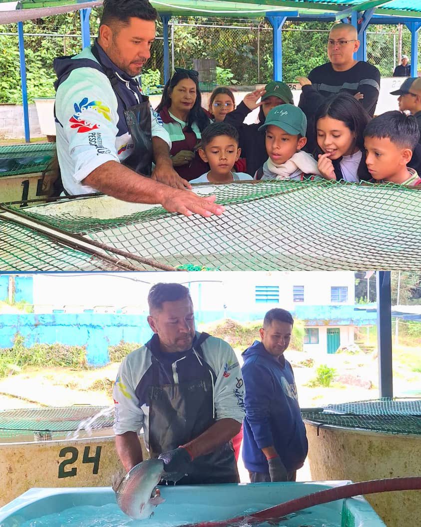 CenipaVe's tweet photo. 🗞️ Recibimos a 11 alumnos de la E.B.N. "Vicente Dávila" en la Estación Experimental Truchicola La Mucuy quienes aprendieron sobre la reproducción artificial de la Trucha Arcoíris, su importancia en las aguas de la región merideña.

​👇🏾🧵 https://t.co/QC1R1g3dBM