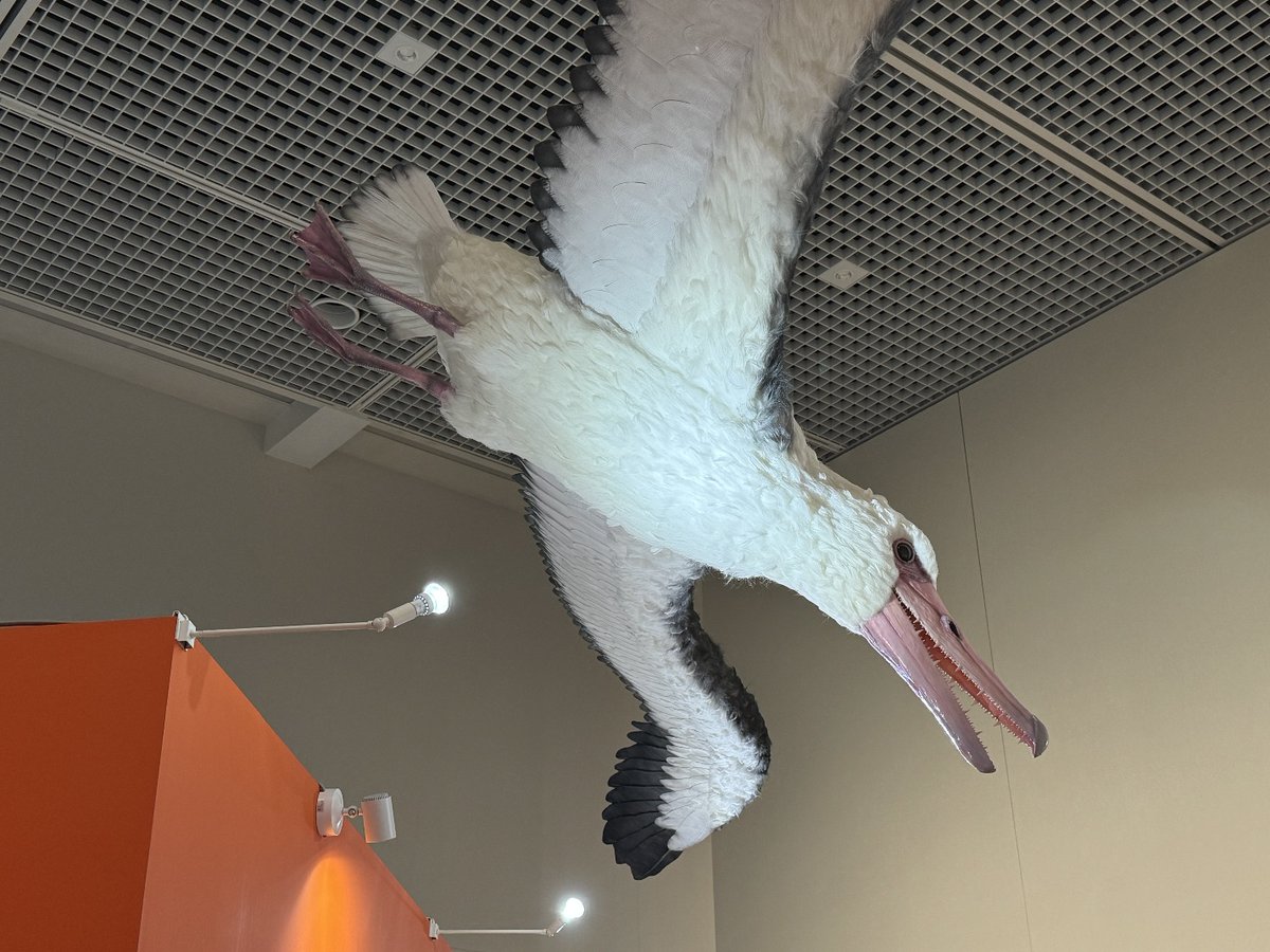 omnh_exhibition's tweet photo. 特別展「鳥」はいよいよ本日6/14（日）が最終日です！
皆さまのご来場を心よりお待ちしております🦜 https://t.co/80DD3duGpO