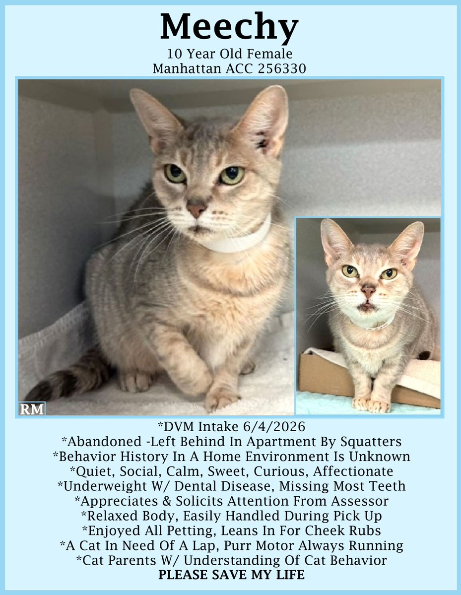 sachikoko's tweet photo. 🆘URGENT🆘SENIOR ALERT🙏🏾PLZ SHARE🆘
🙏🏾PLZ#PLEDGE 2 SAVE MY LIFE
💝Sweet 10YO #Senior Gray #Tabby Kitty "MEECHIE"💝
😿💔Stray-Abandoned, Underweight W/ Dental Disease
🚨Needs #Adoption #Rescue #Foster🚨
▶️256330 https://t.co/Z4VicfKCp0
🙏🏽#AdoptDontShop
#Manhattan #NYCACC #Cat https://t.co/wPSQmCoapO