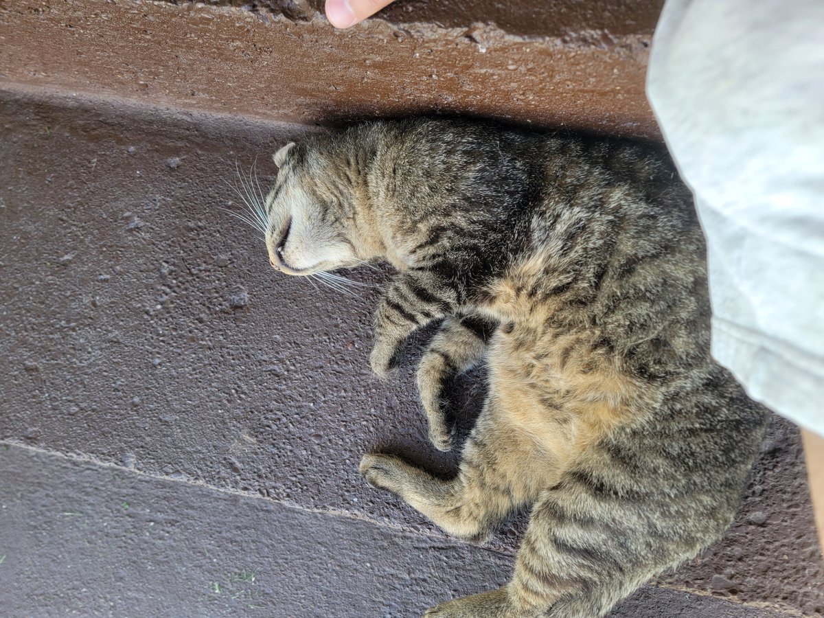 SaelorLoL's tweet photo. I promise hes just sleeping https://t.co/y3xSJUVQCV