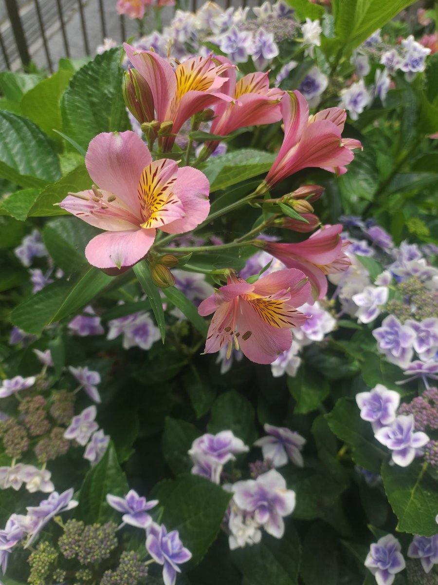 K10332's tweet photo. おはようございます。
🍅家庭菜園🍅トマト🍅
庭の⚜️ユリ⚜️紫陽花
皆さん➰️素敵な日曜日を🍀✨✨✨ https://t.co/Ja9byHdY0t