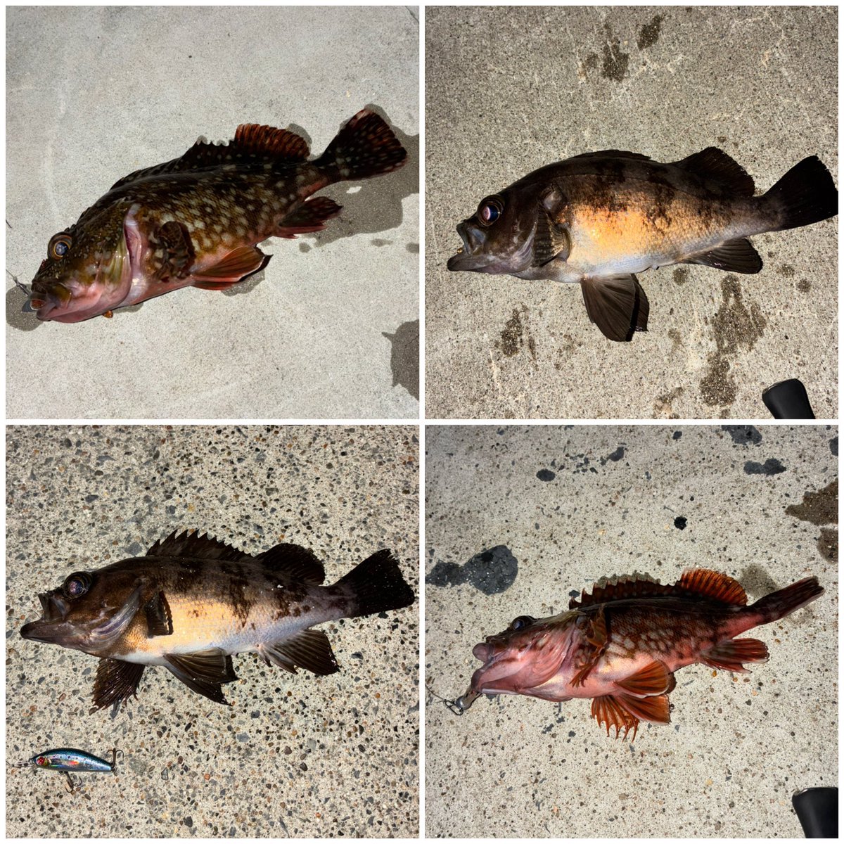 suusan_fishing's tweet photo. 昨日も半島へ🎣(牡鹿仲間達)

夕まずめからいつもの堤防へ行きましたが久々の不発🥹

暗くなり常夜灯下にて試行錯誤してイカルアのS、SSSで1本づつ、初夜霧で釣れたのも嬉しかった～😊

来週、再来週はまた楽しみな物が😽🎶

#pudleeイカルアJET
#月下美人夜霧Z https://t.co/58DVfPOcRm