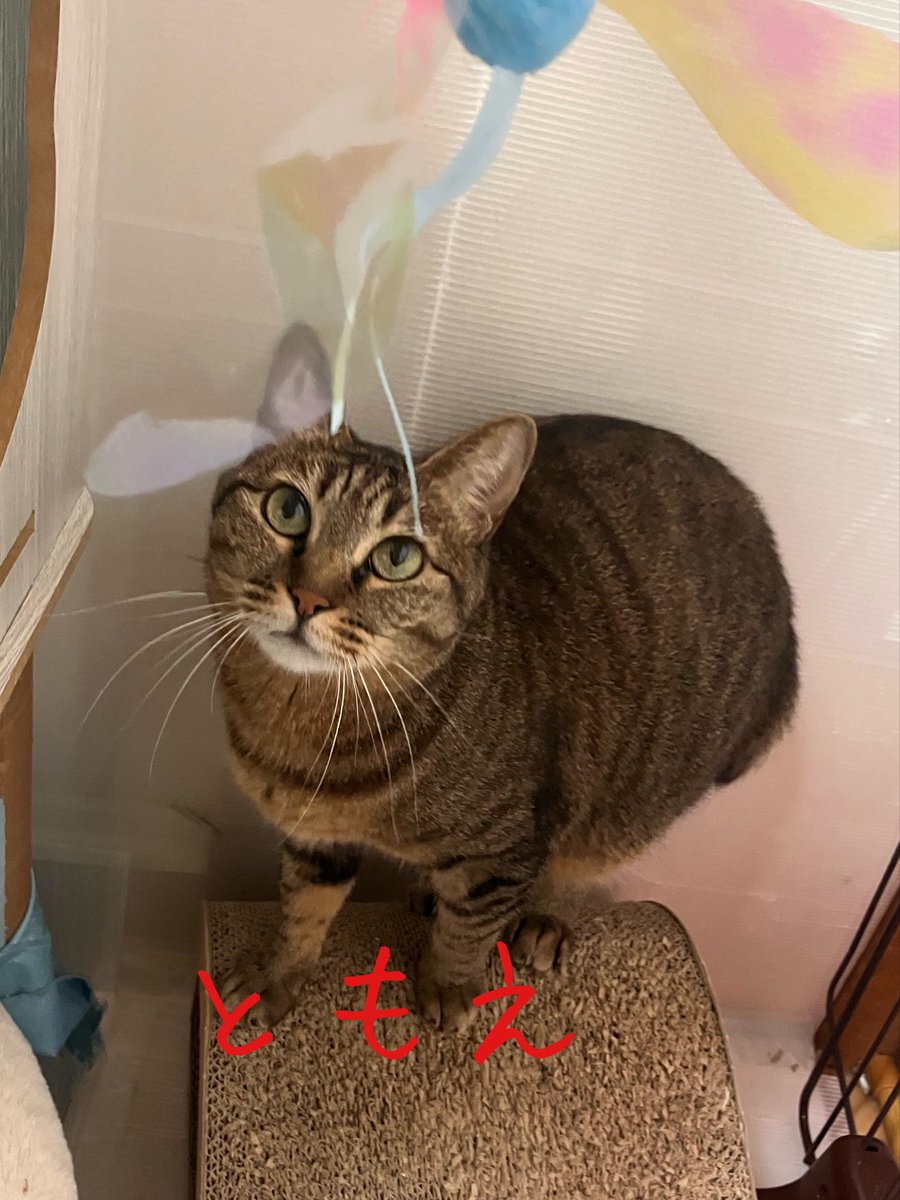 nekotamago_'s tweet photo. ねこたまご日誌 日直 ともえ

遊ぶの大好きともえです。
いつも遊び足りなくてボランティアさんが帰る時もずっと部屋の前で続きしませんか？って待ってしまいます。
どっかに帰らないでともえ専属の遊び相手になってくれる人いませんか？

 #ねこたまご
 #ねこたまごプラスカフェ
 #迎え主募集中 https://t.co/13nsLOHsx5