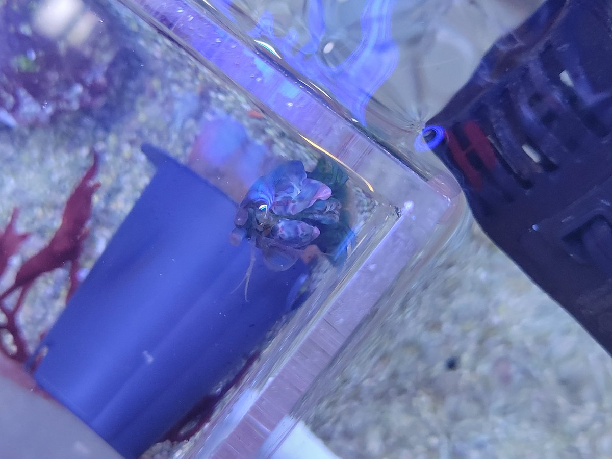 astromewwse's tweet photo. ok guys i work at a pet store and we have a mantis shrimp (were not supposed to, hes going home with my coworker soon) 
HE CAME OUT TO SAY HI!! he never leaves his little hiding spot :D hes so pretty omgg https://t.co/X5nEW12tUj