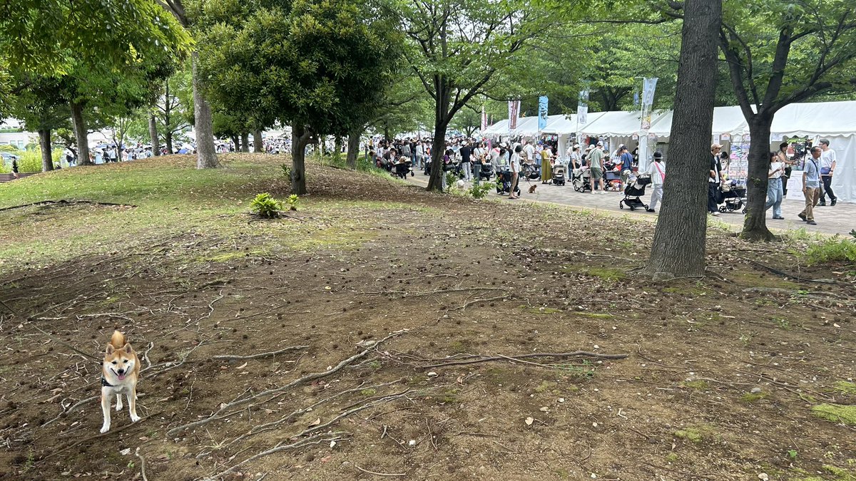 moni_shibainu's tweet photo. お台場のドッグフェスで人混みを避ける陰気な犬 https://t.co/SsAbOzRcRn