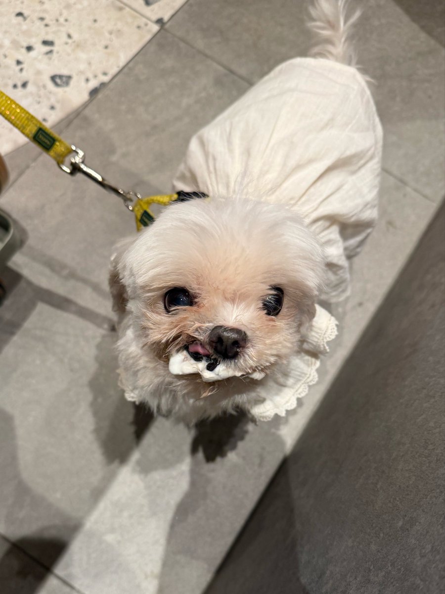 salgururu_'s tweet photo. 엉니.. 저 입 좀 닦아주시면 안댈까요..? https://t.co/aakJ5wWfWN