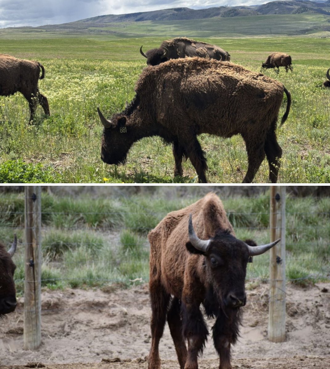 COLawandOrder's tweet photo. RANCH OWNER FACES 91 ANIMAL CRUELTY CHARGES: Moffat County ranch owner Daniel Martin faces 91 animal cruelty charges after authorities seized bison and mules from Lay Valley Bison Ranch. Ongoing concerns over the animals’ care led to the seizure, and several animals died or were euthanized due to their condition.