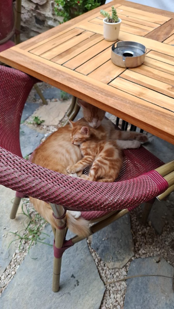 Irmknz's tweet photo. Canlar 💖💎💙Dostlar 🦋🌹🌞🦅🐎
#Günaydın☕☕🌞🦋🐾🌹🌹🌹🍃
#MutluPazar☕😻🐕🐈💎
Sabaha uyandıran Allah'ıma hamdusenalar olsun Amin 🤲
Huzurlu mutlu sağlıklı pazarlar olsun 🤲
#1Kapmama1KapSuHayatkurtarır💯🐕
Sokaklardaki canları unutmayalım 🐈 acıktım susadım diyemiyorlar😔🤲. https://t.co/QGXjDHqKFK