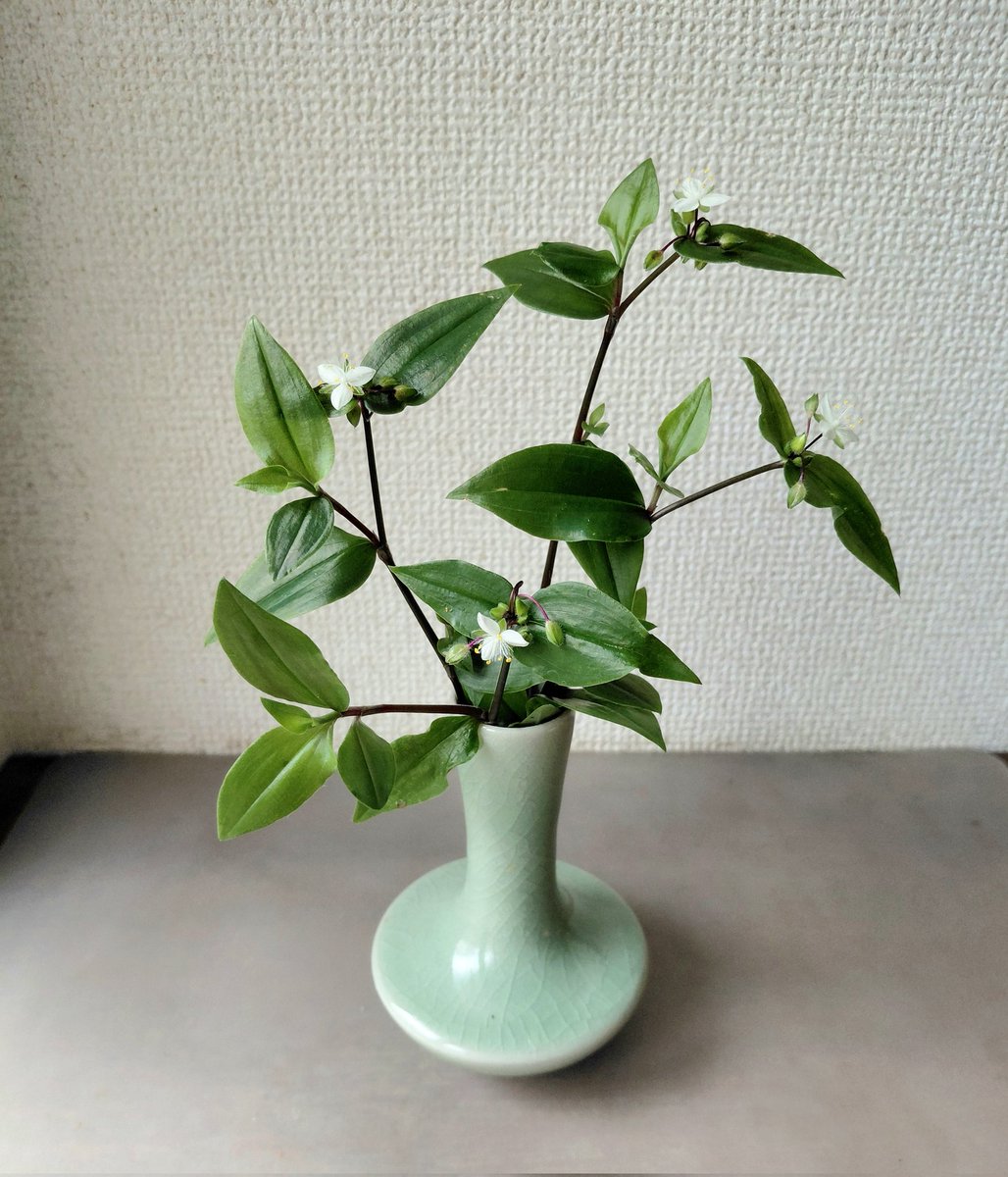 bako4311's tweet photo. お家の片隅に咲いてる、雑草とされてる花を飾るのが、最近のマイブームです。 https://t.co/3v5FvyMPDL