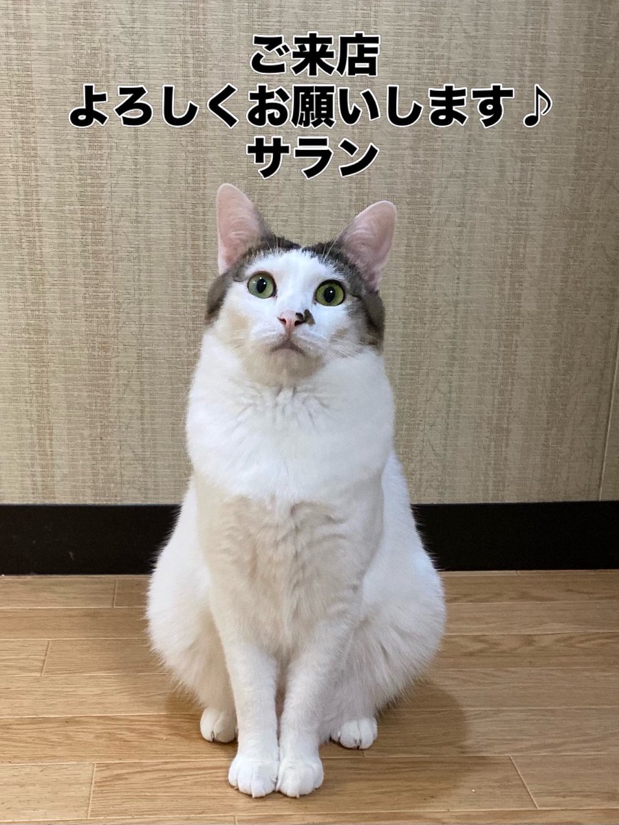 ご来店よろしくお願いします♪」 と三つ指着いておりますが、サラン