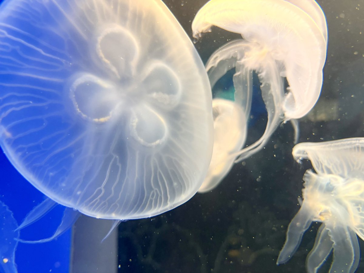 bottom_____0's tweet photo. 水無月の水族館🪼🐟🐠🐙 https://t.co/sbmwLXCupI