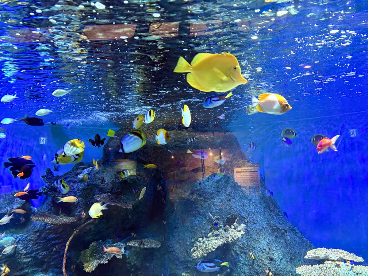 bottom_____0's tweet photo. 水無月の水族館🪼🐟🐠🐙 https://t.co/sbmwLXCupI