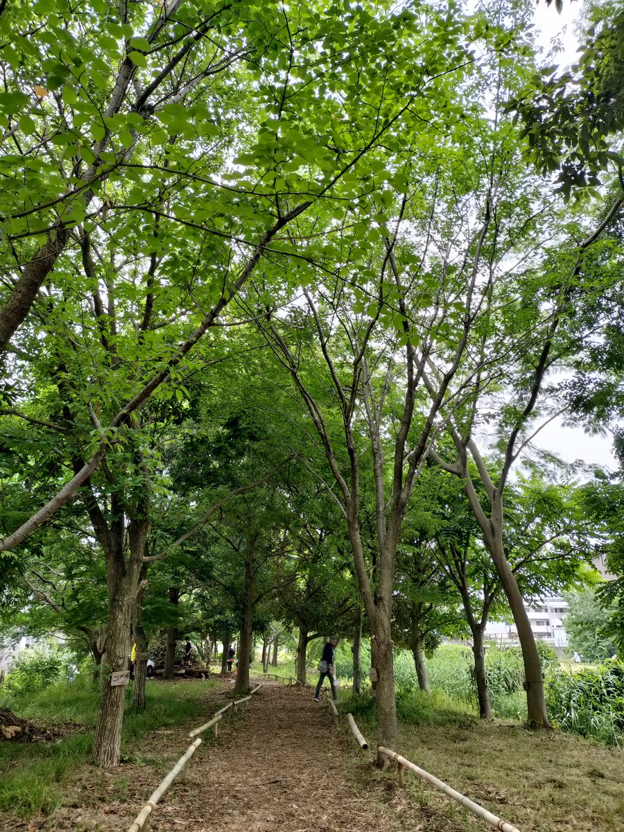 1496dayone's tweet photo. 河童の森 https://t.co/DEkkpbKlWu