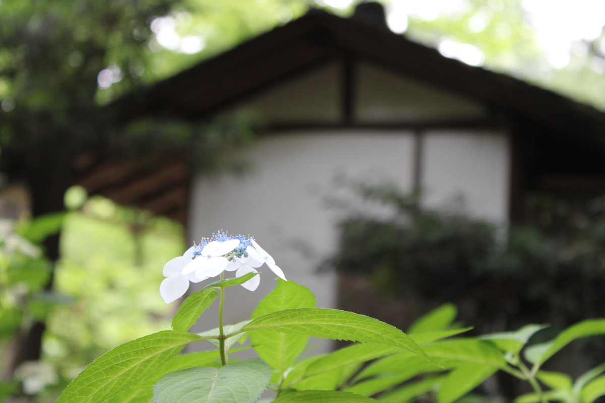 RikugienGarden's tweet photo. 吹上茶屋の近くで #シモツケ の花が咲いています。小さなピンクの花がフワフワとして可愛らしい雰囲気です。
庭園内の #アジサイ もきれいです。
水分補給や休憩をしながら庭園散策をお楽しみ下さい。
#六義園 #RikugienGardens #日本庭園 #文京区 https://t.co/vrzfXGpyMd